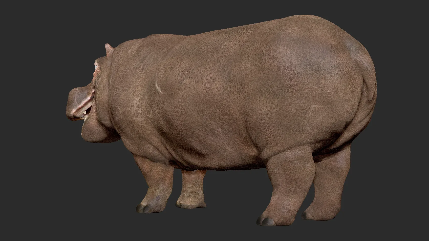 Hippopotamus - Sculpt