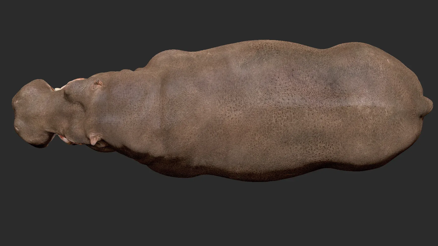 Hippopotamus - Sculpt