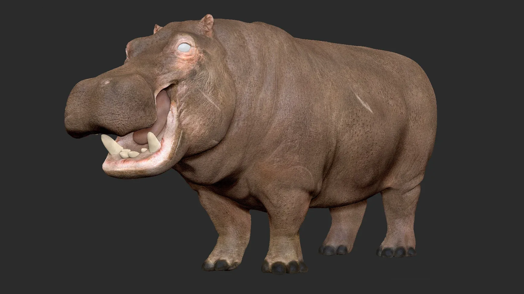 Hippopotamus - Sculpt