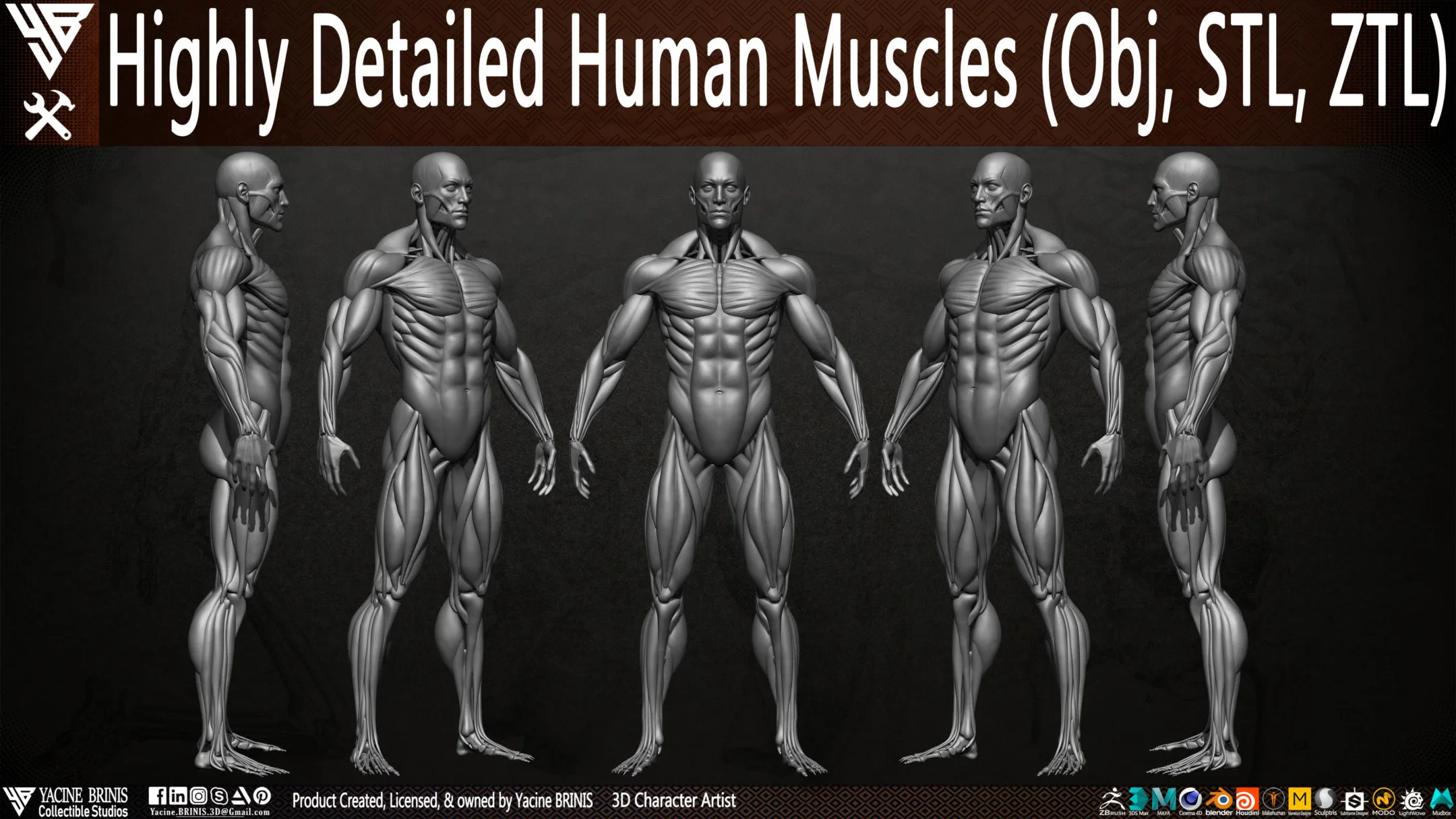 Human Muscles (Male)