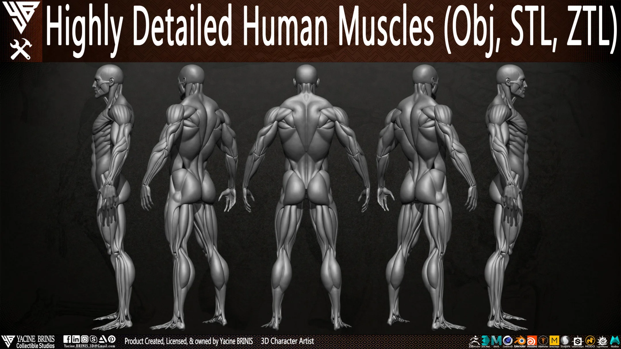 Human Muscles (Male)