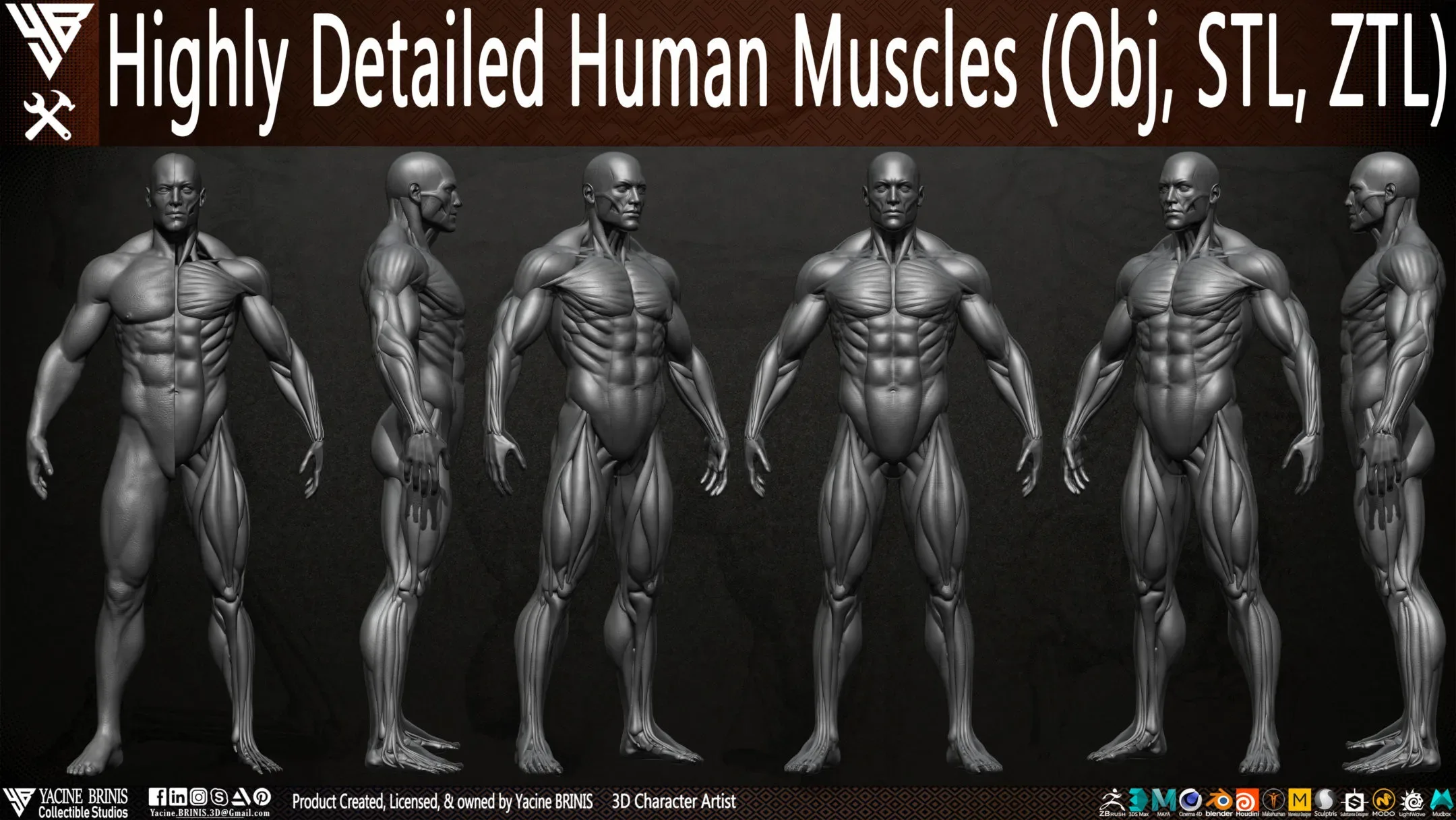 Human Muscles (Male)