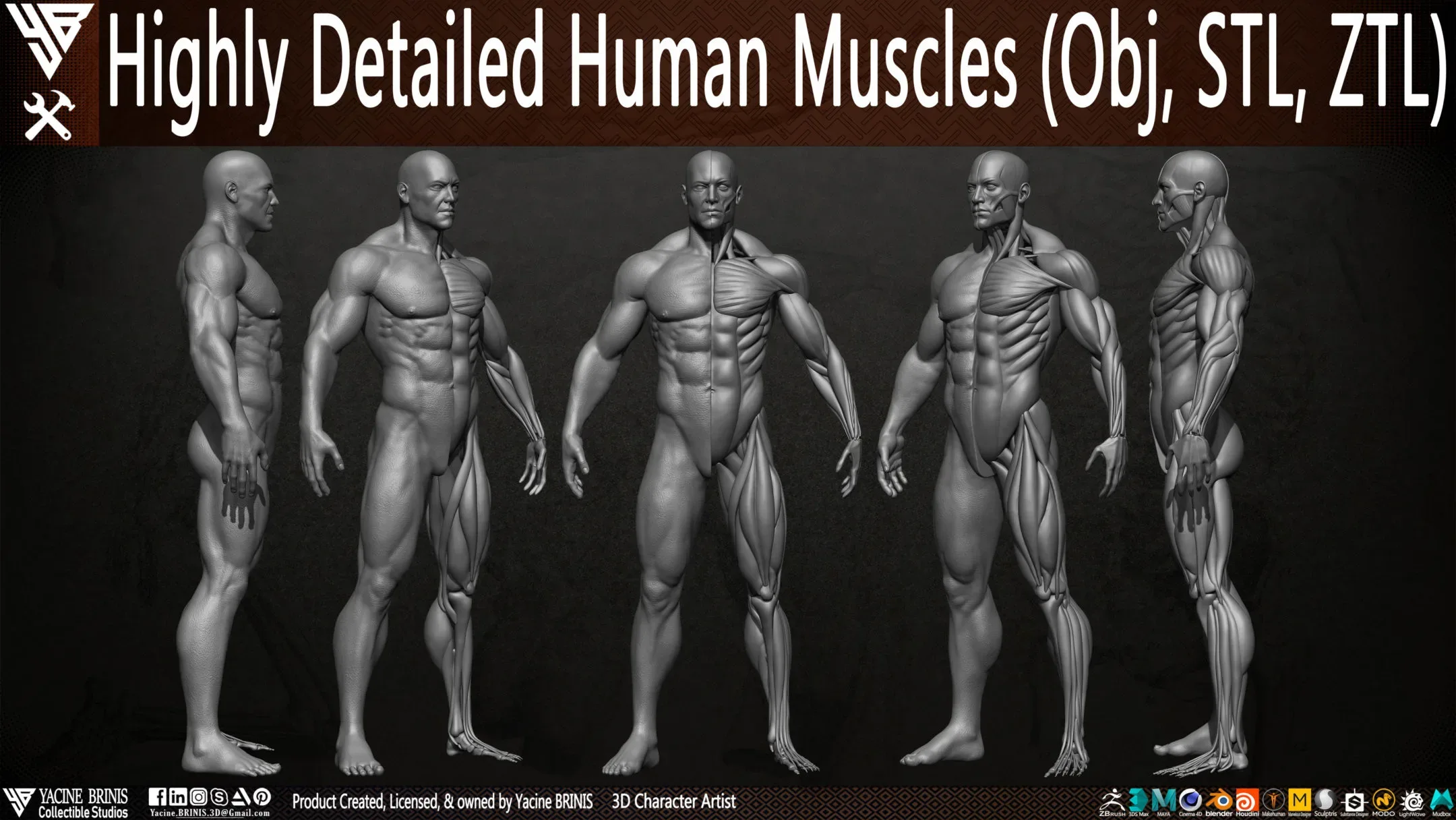 Human Muscles (Male)