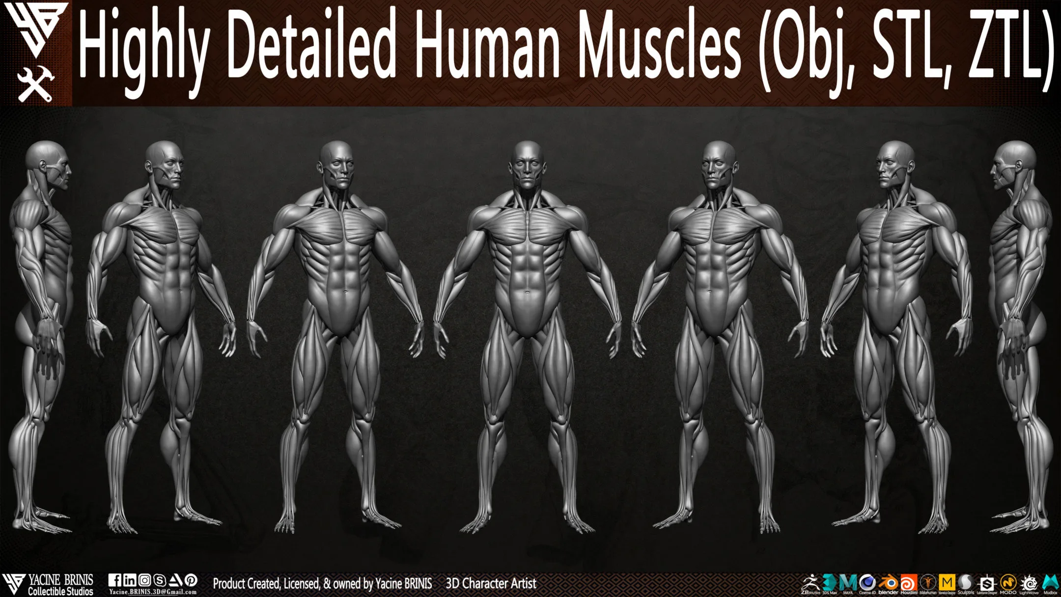 Human Muscles (Male)