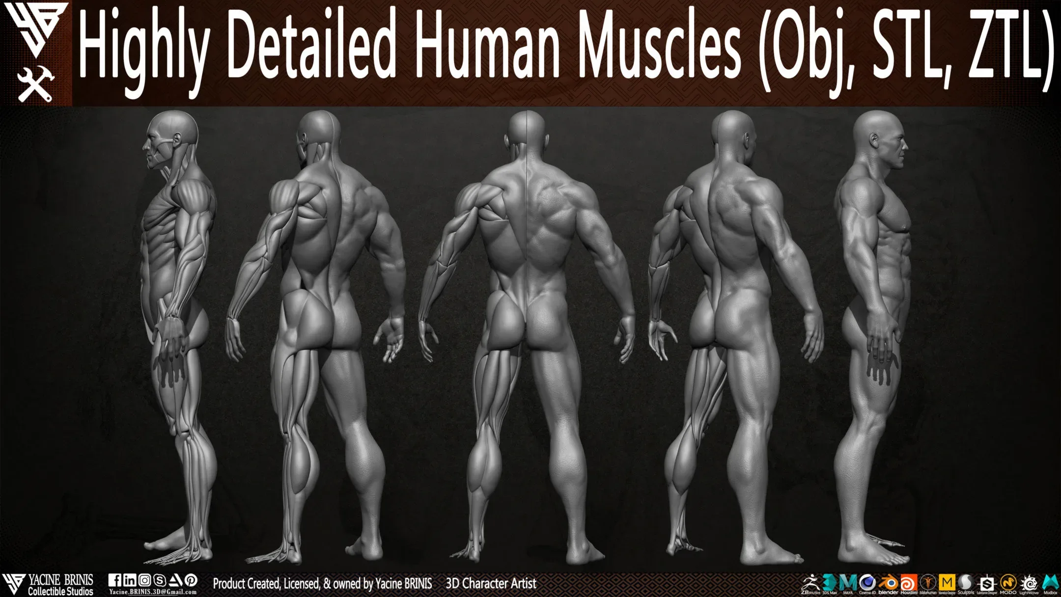 Human Muscles (Male)