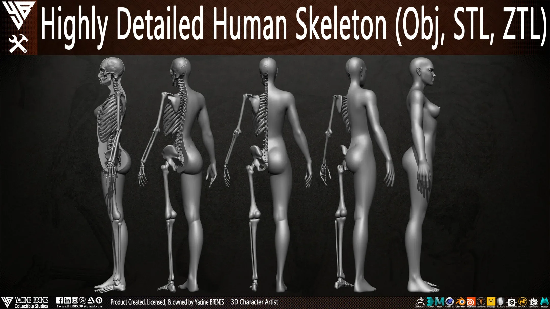 Human Skeleton (Female)