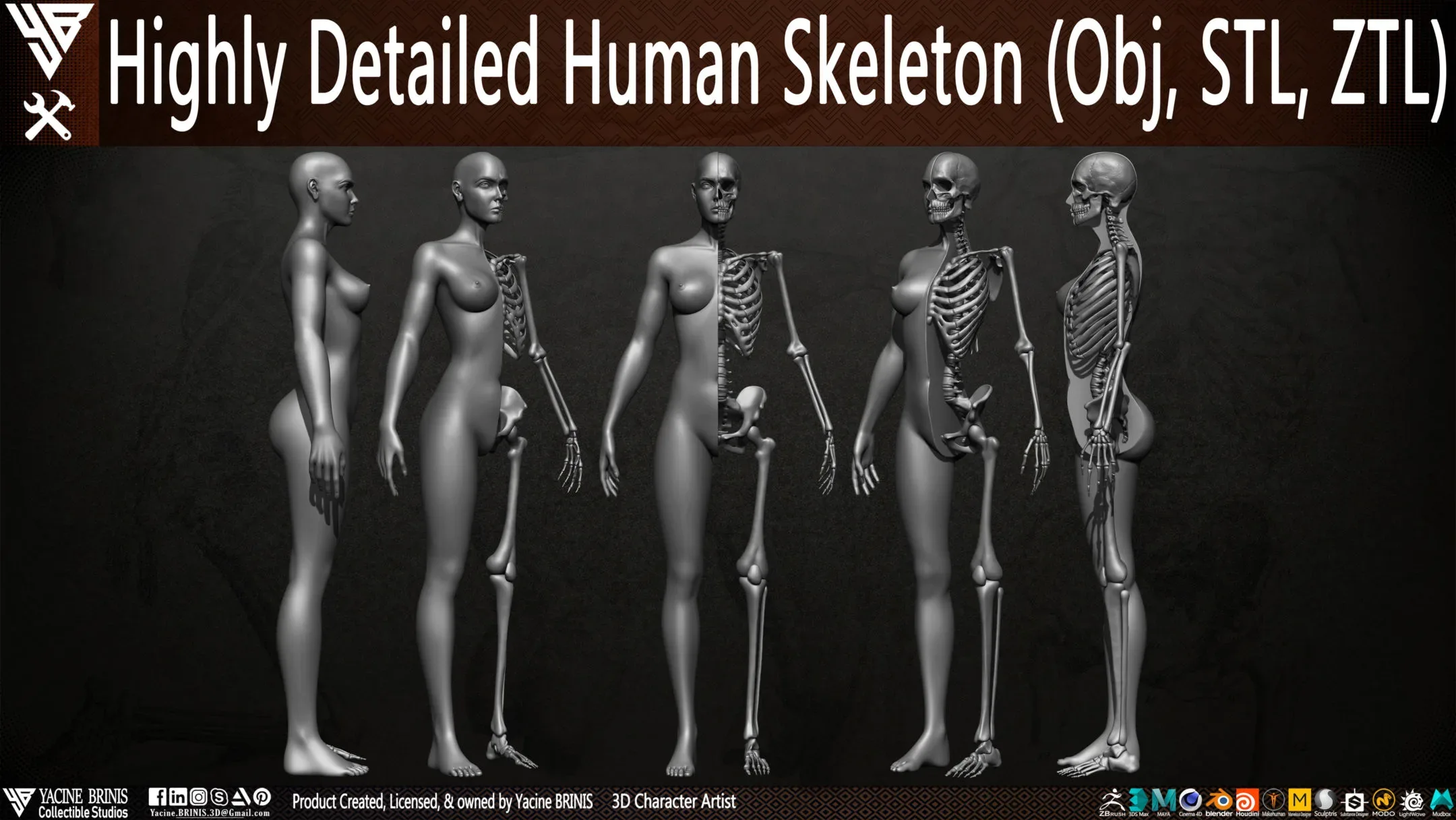 Human Skeleton (Female)