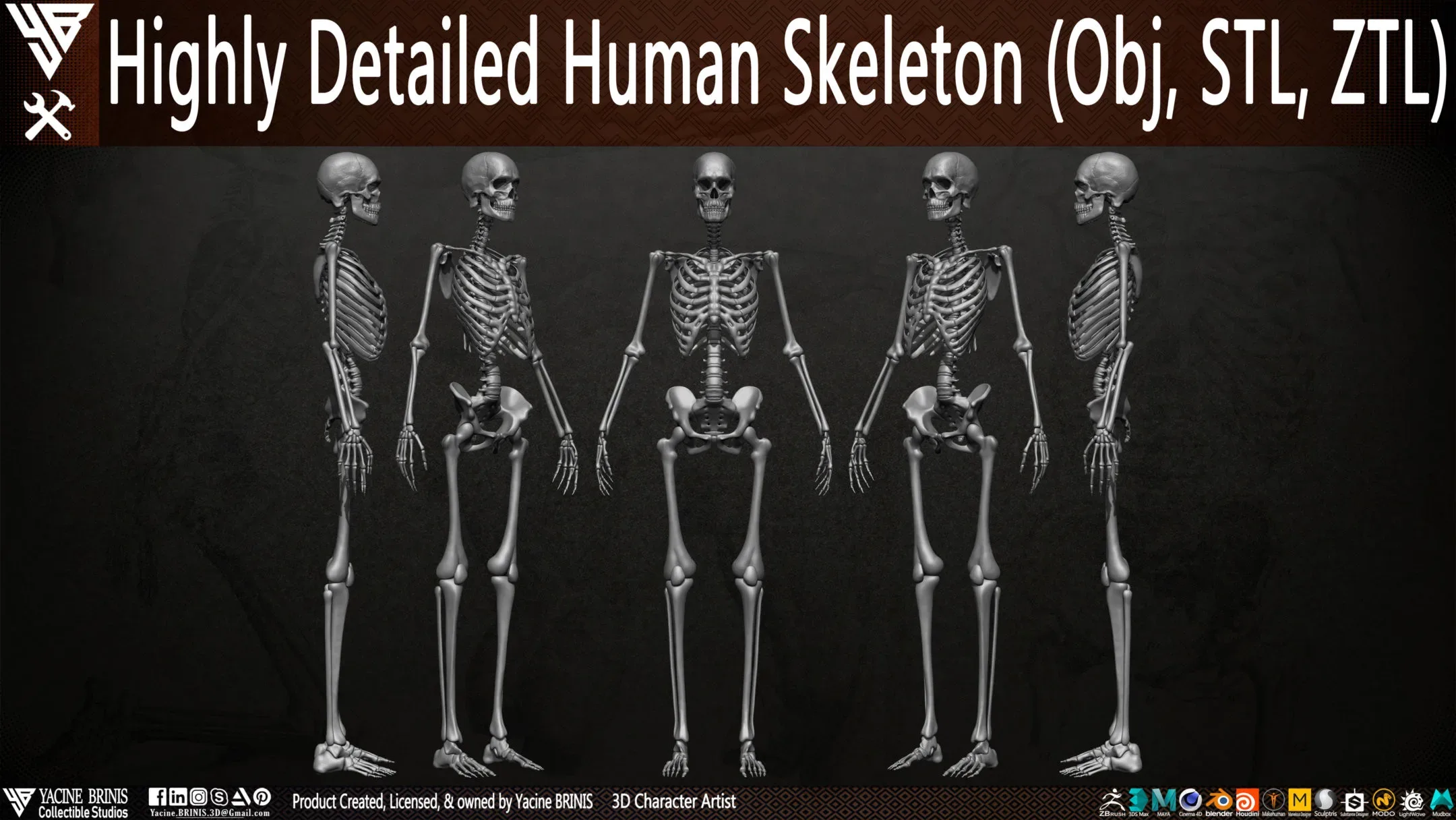 Human Skeleton (Female)