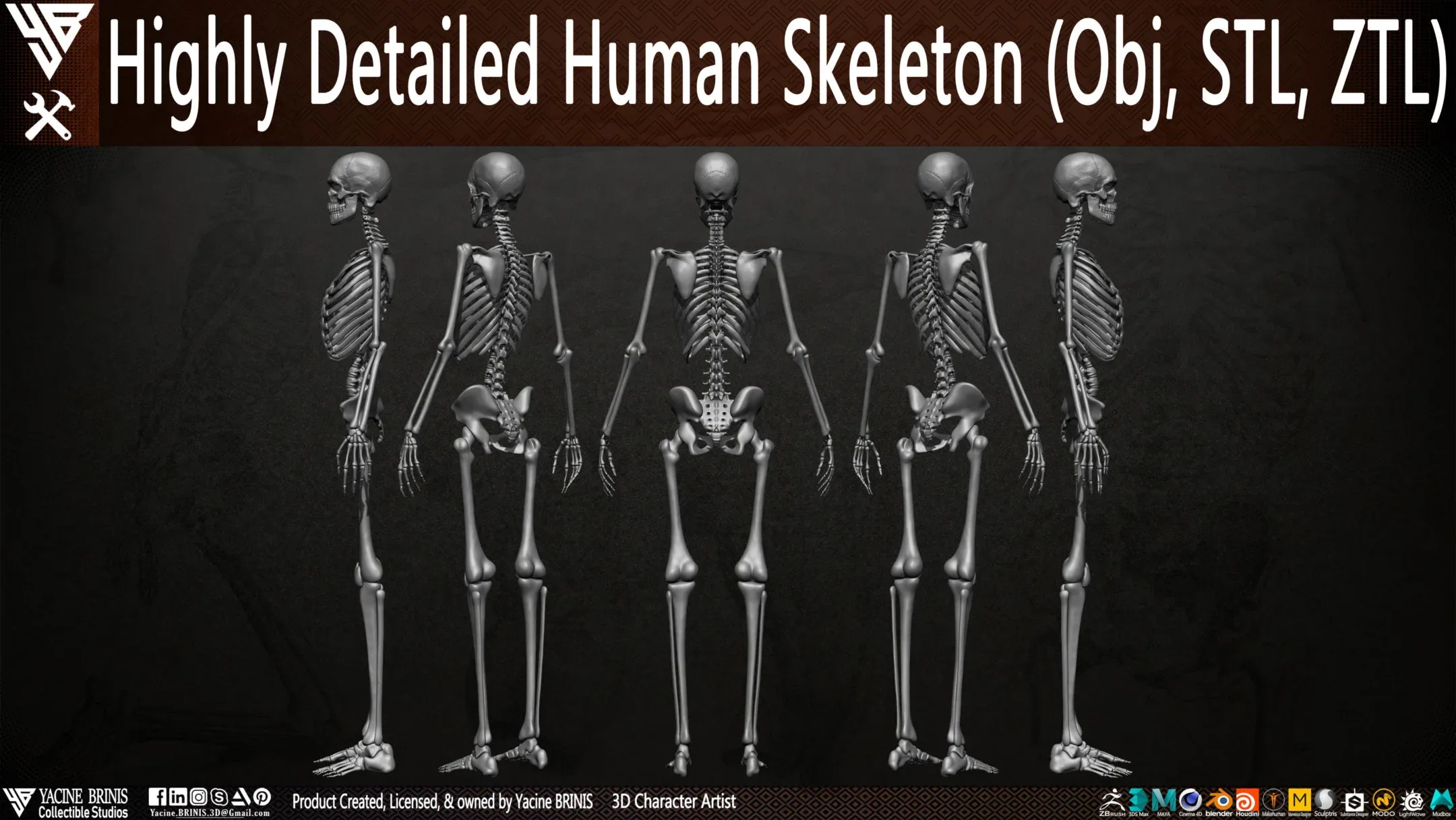 Human Skeleton (Female)