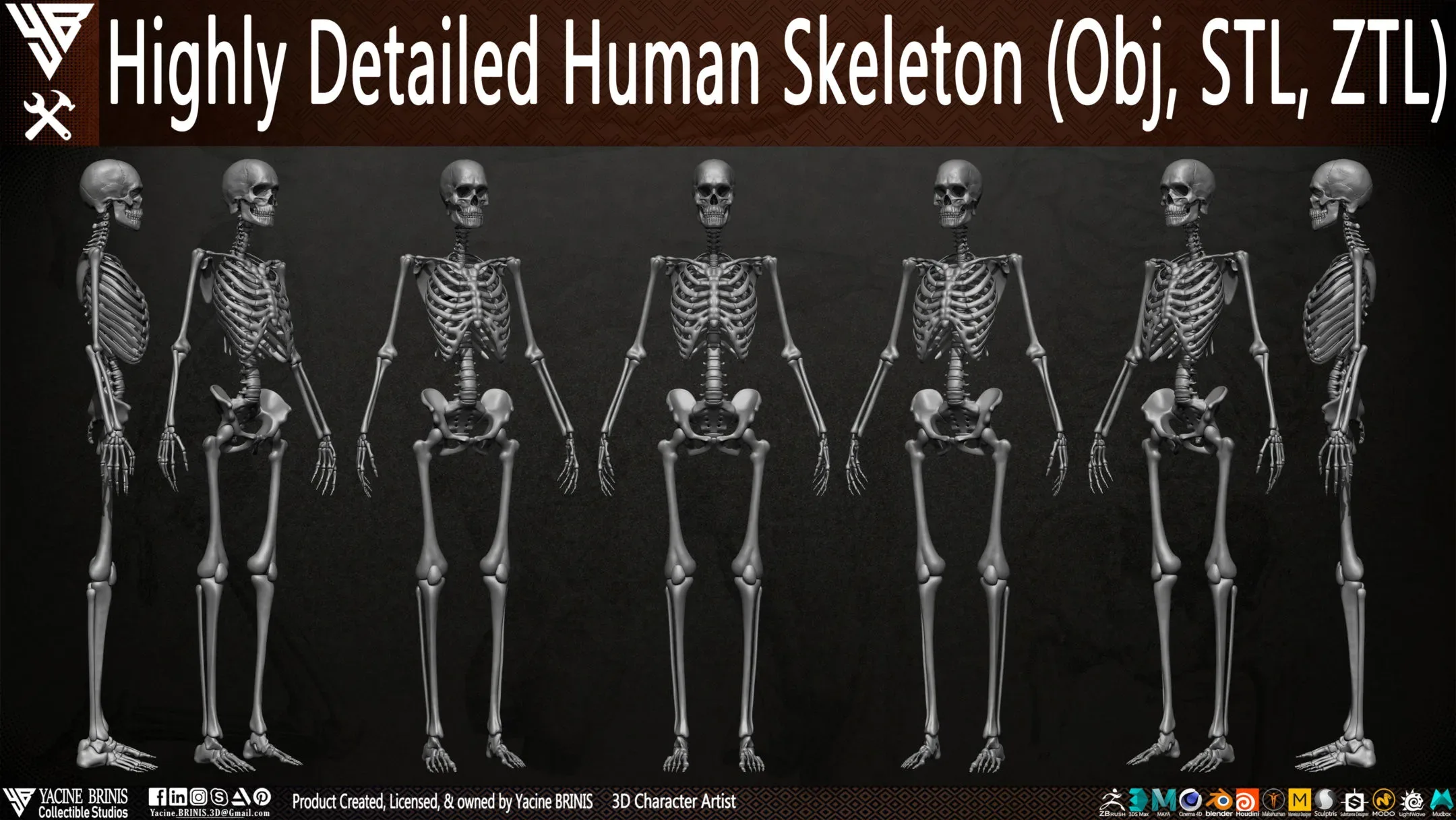 Human Skeleton (Female)