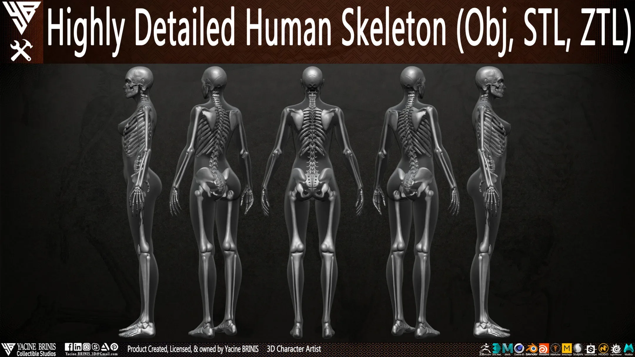 Human Skeleton (Female)