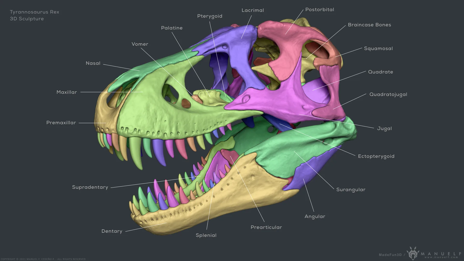 Tyrannosaurus Rex Skull Bones Sculpture