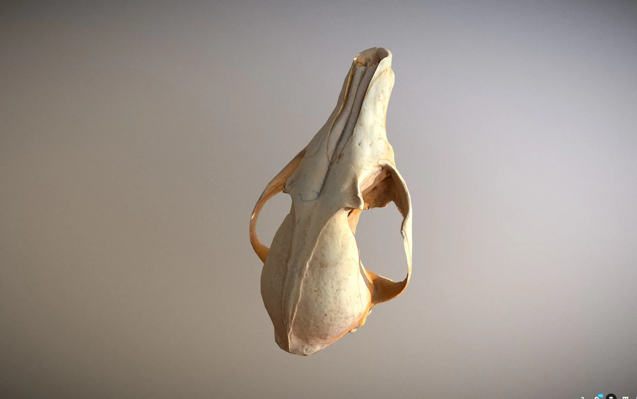 small skull