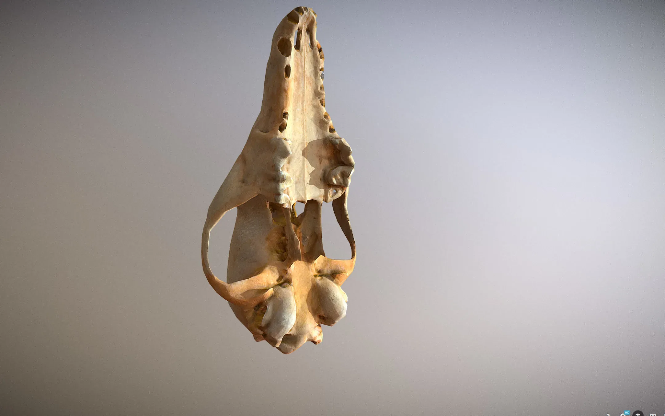 small skull
