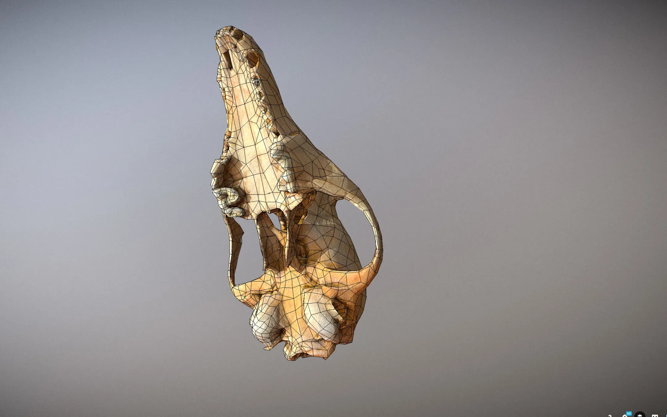small skull