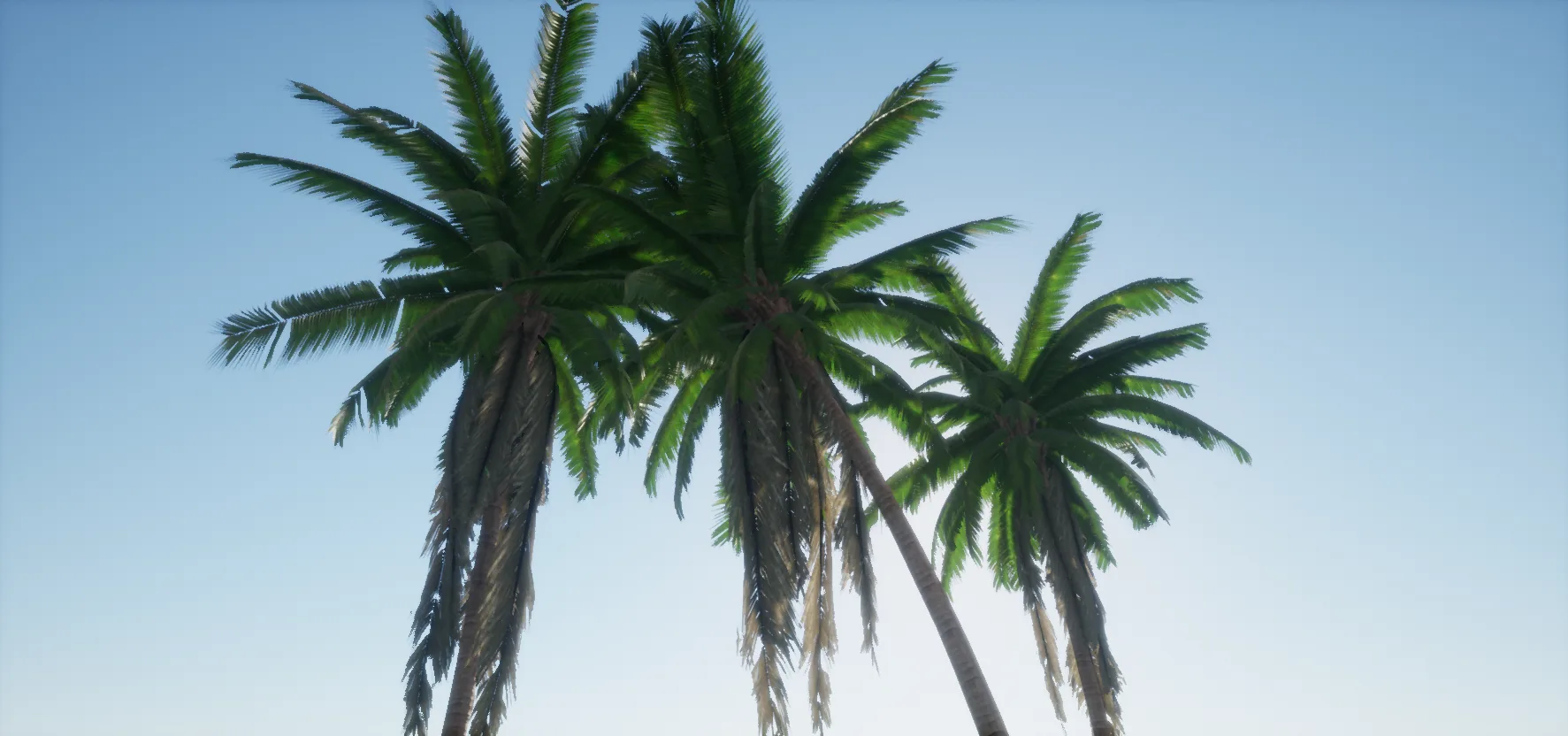 Coconut Palms for Games