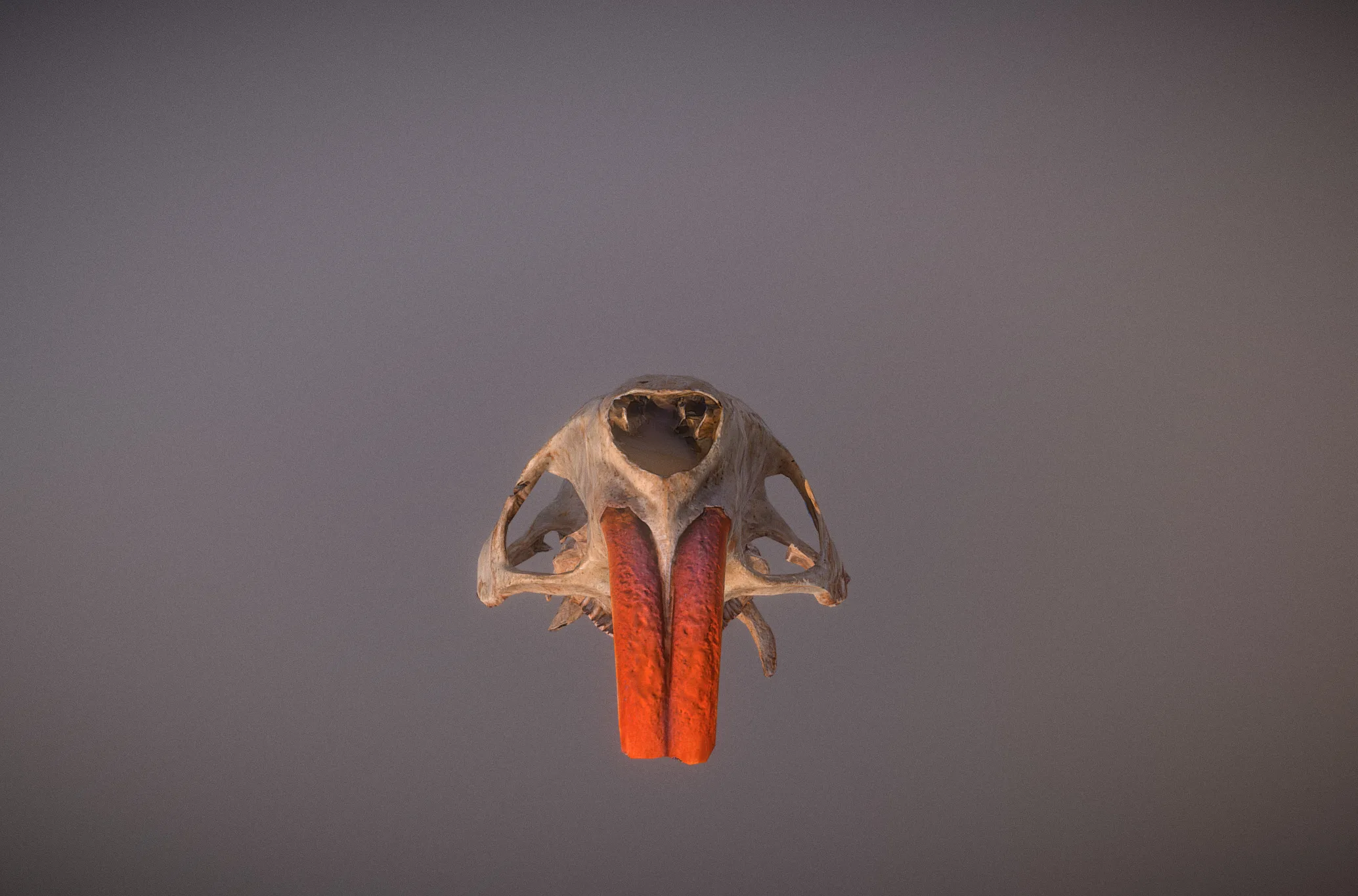 Nutria Skull