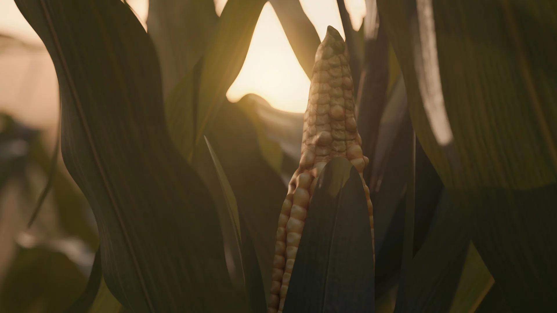 Corn Cob Of 3 Types In Different Stages