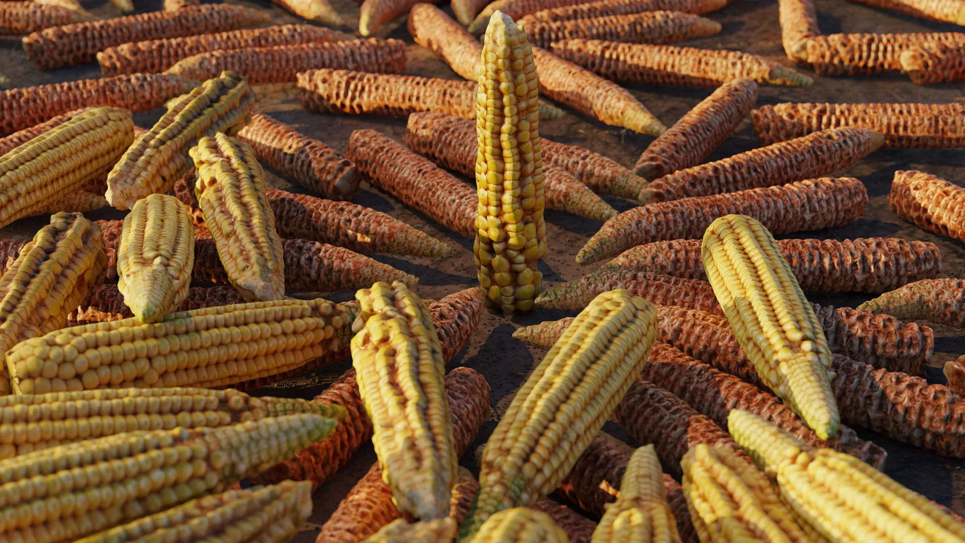 Corn Cob Of 3 Types In Different Stages
