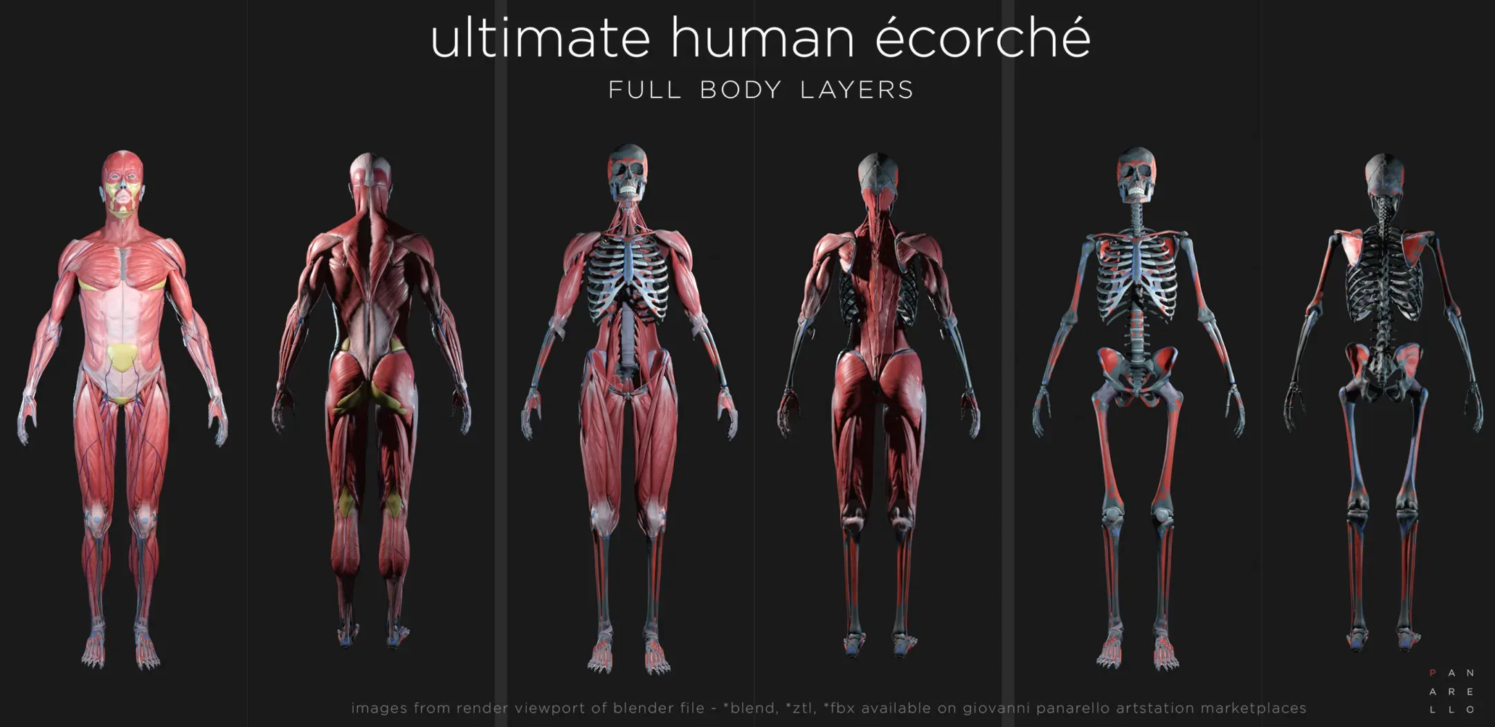 ULTIMATE HUMAN ÉCORCHÉ