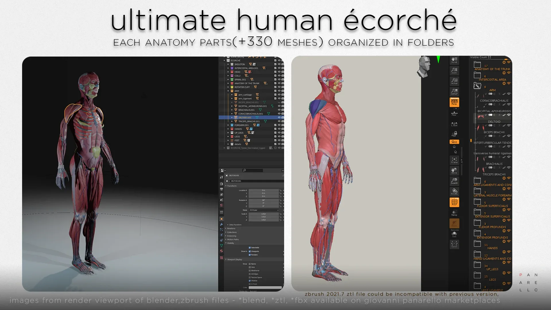 ULTIMATE HUMAN ÉCORCHÉ