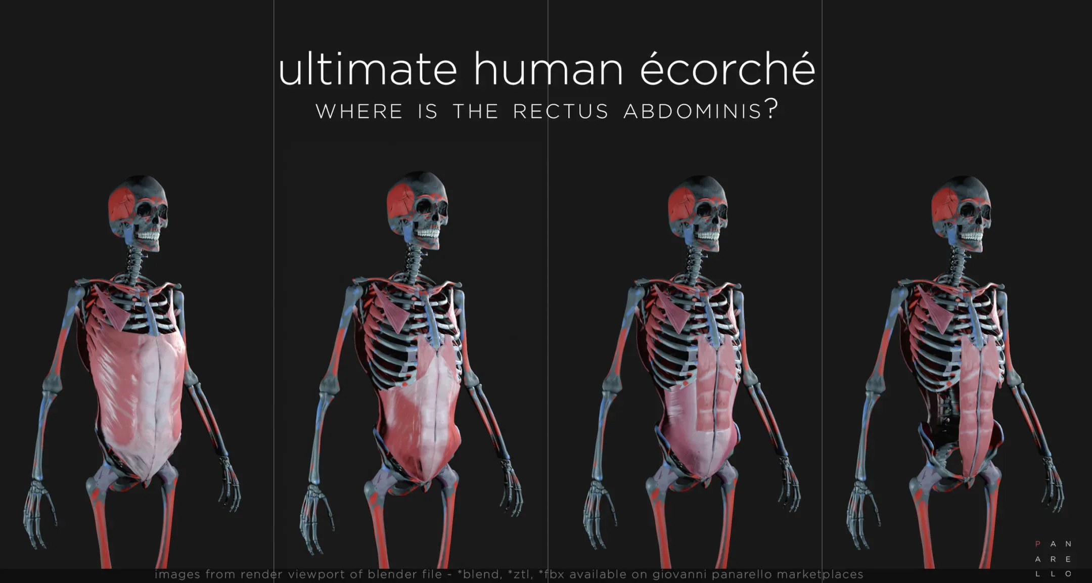 ULTIMATE HUMAN ÉCORCHÉ