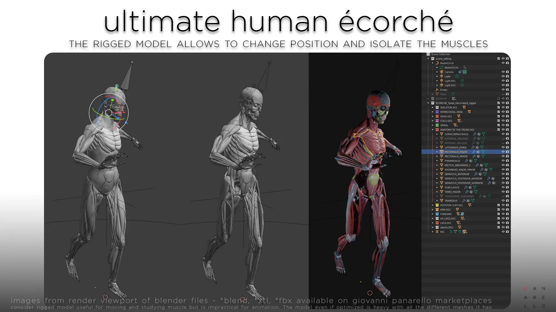 ULTIMATE HUMAN ÉCORCHÉ