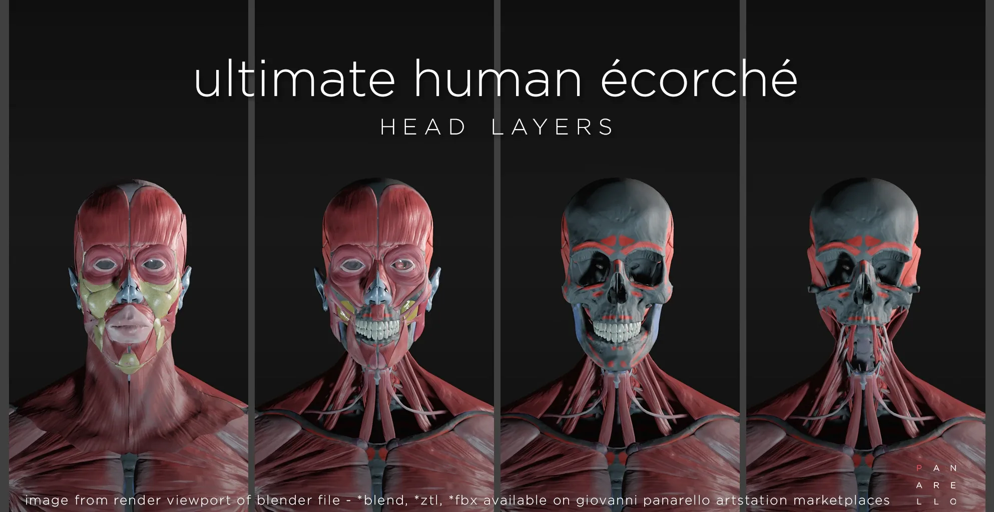 ULTIMATE HUMAN ÉCORCHÉ