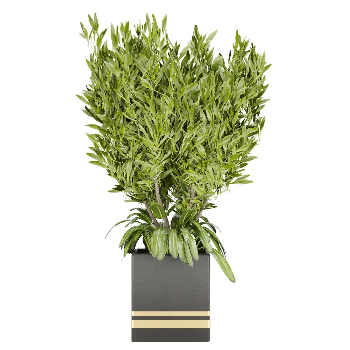 Collection plant vol 31