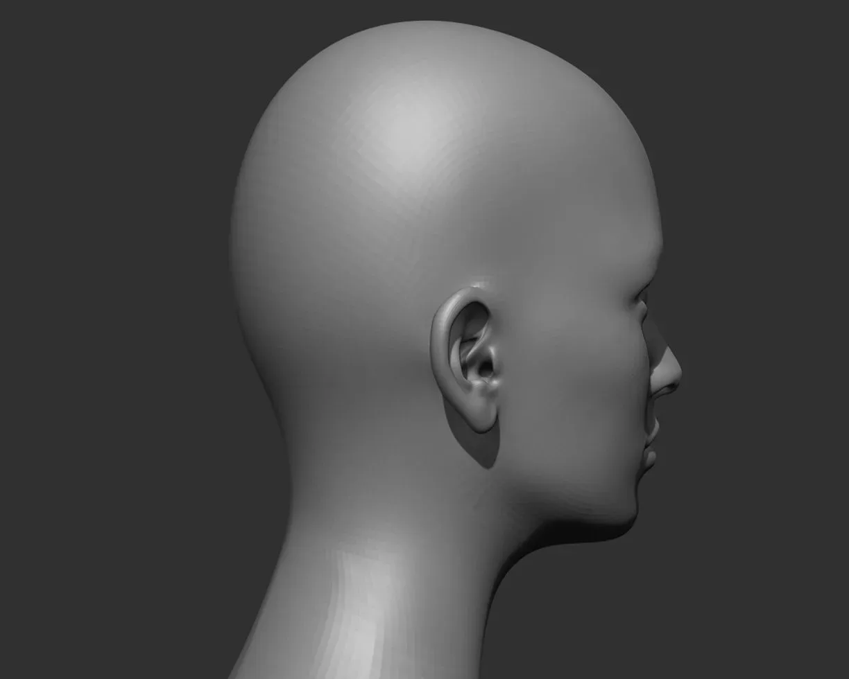 Male and Female Head Realistic Base Mesh 3d Model