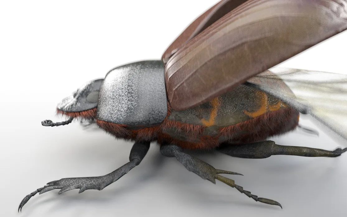 Dung Beetle insect 3d model