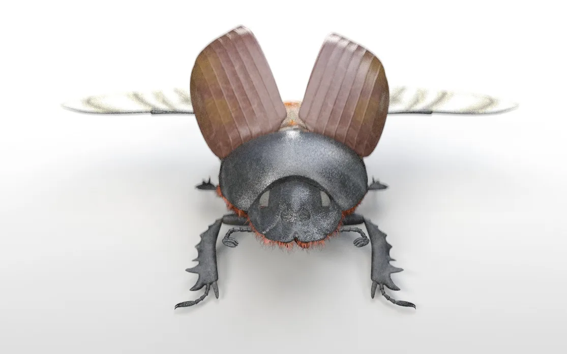 Dung Beetle insect 3d model