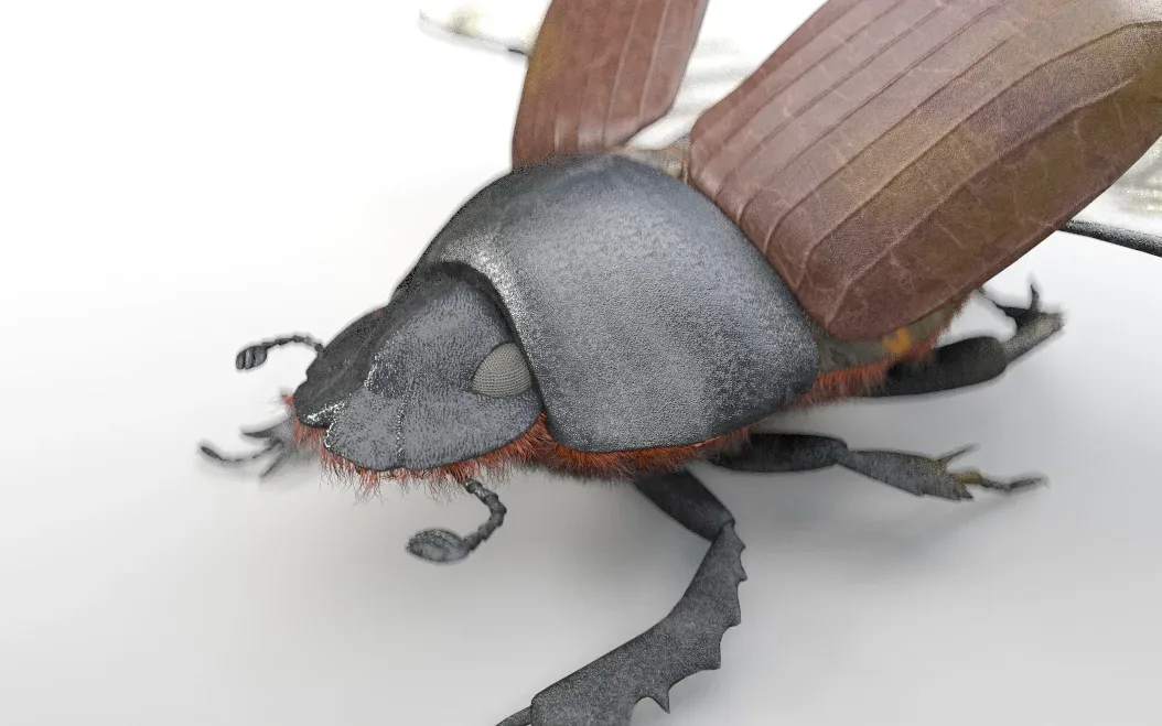 Dung Beetle insect 3d model