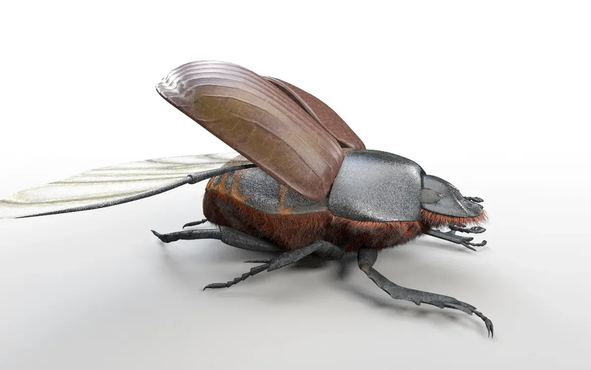 Dung Beetle insect 3d model