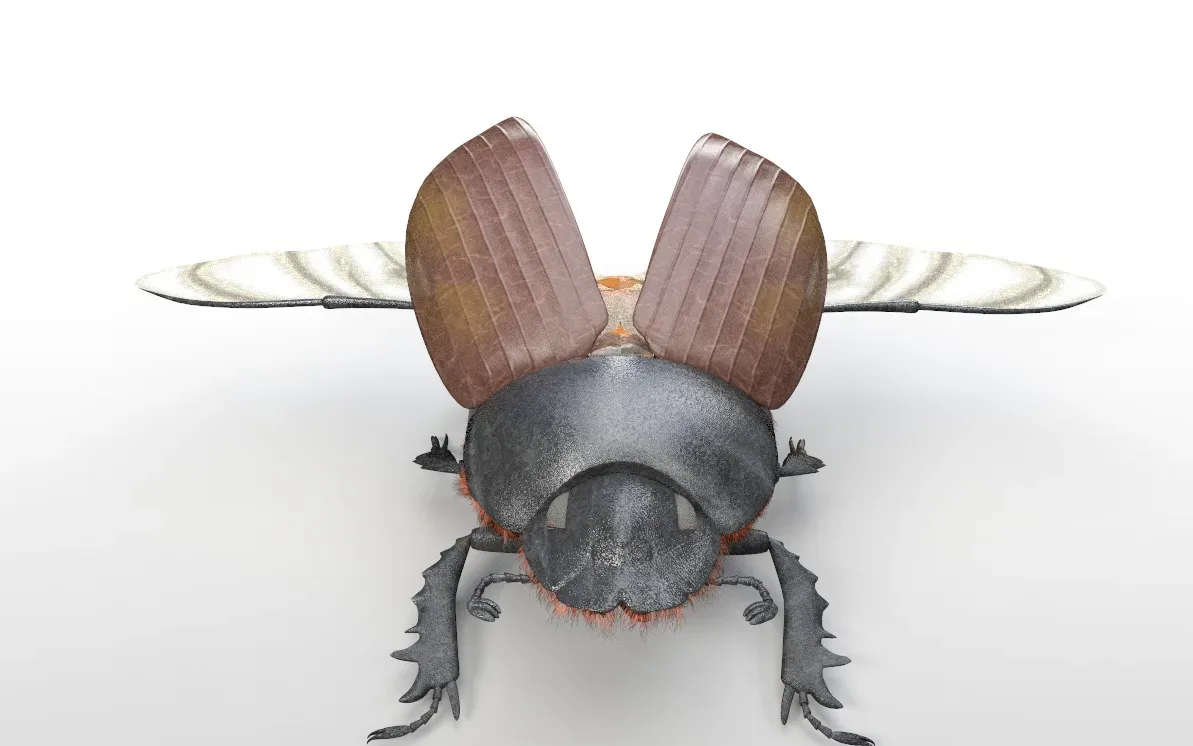 Dung Beetle insect 3d model