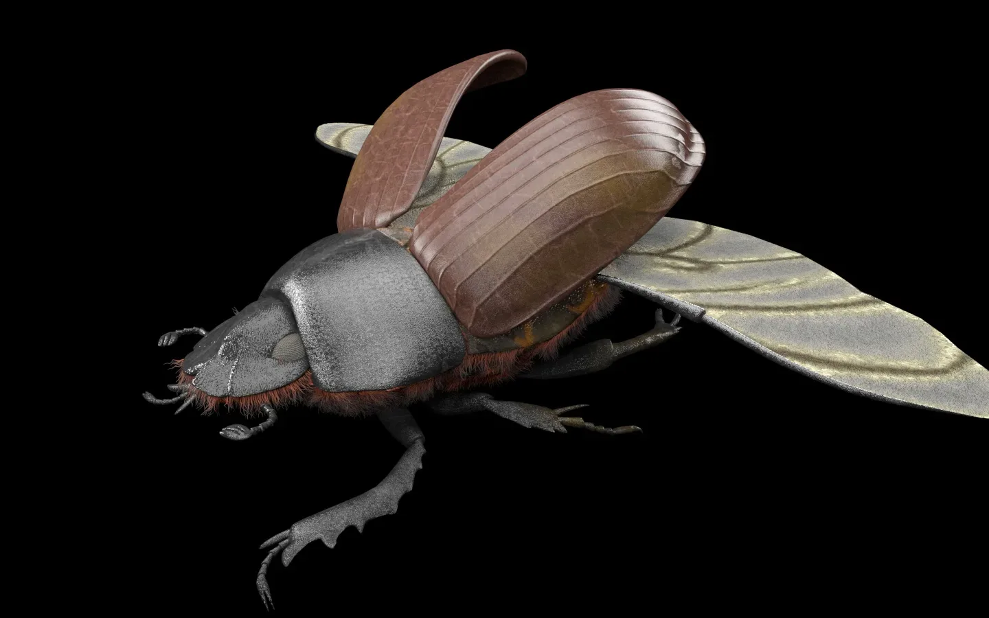 Dung Beetle insect 3d model