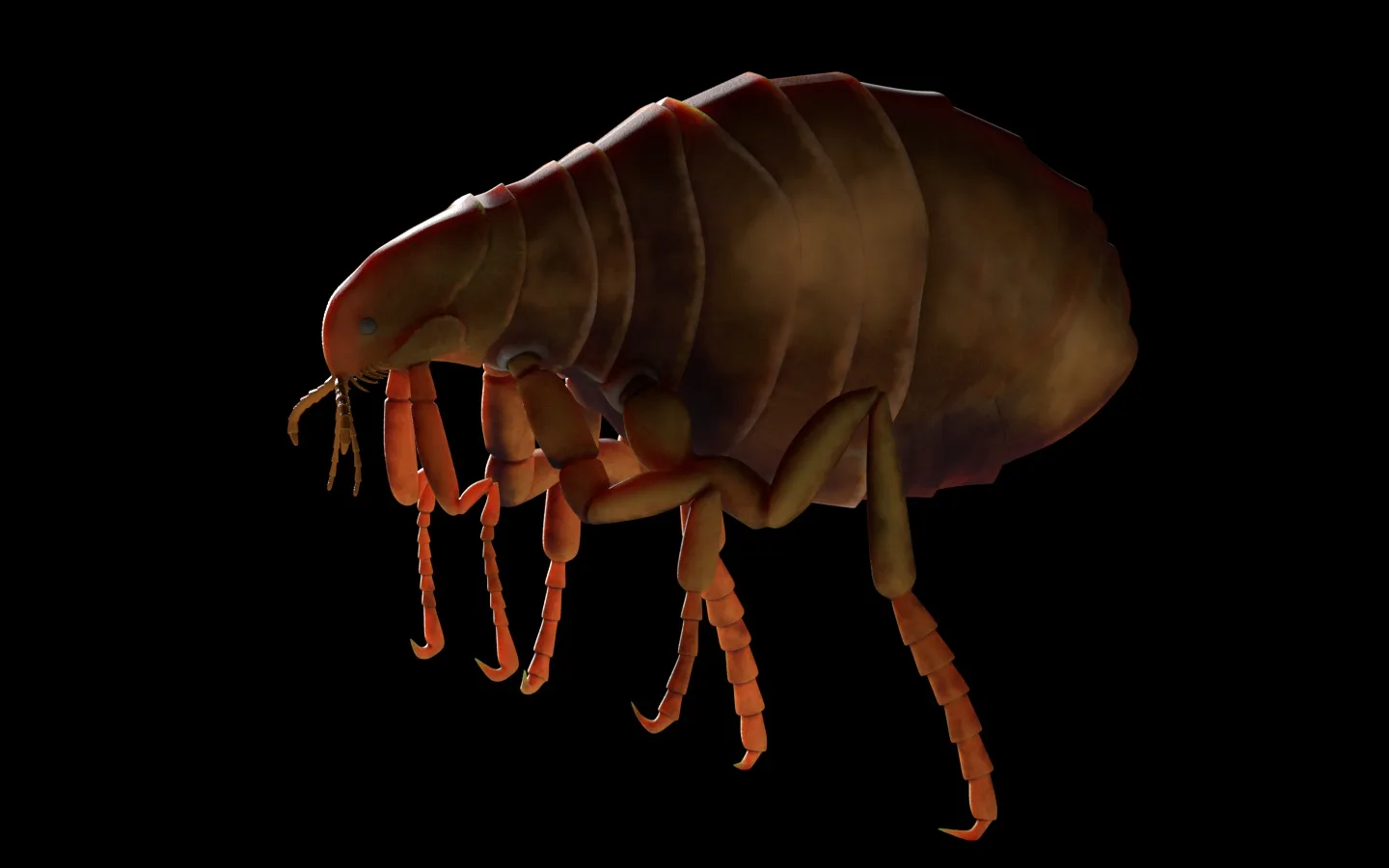 Flea insect 3d model - FlippedNormals