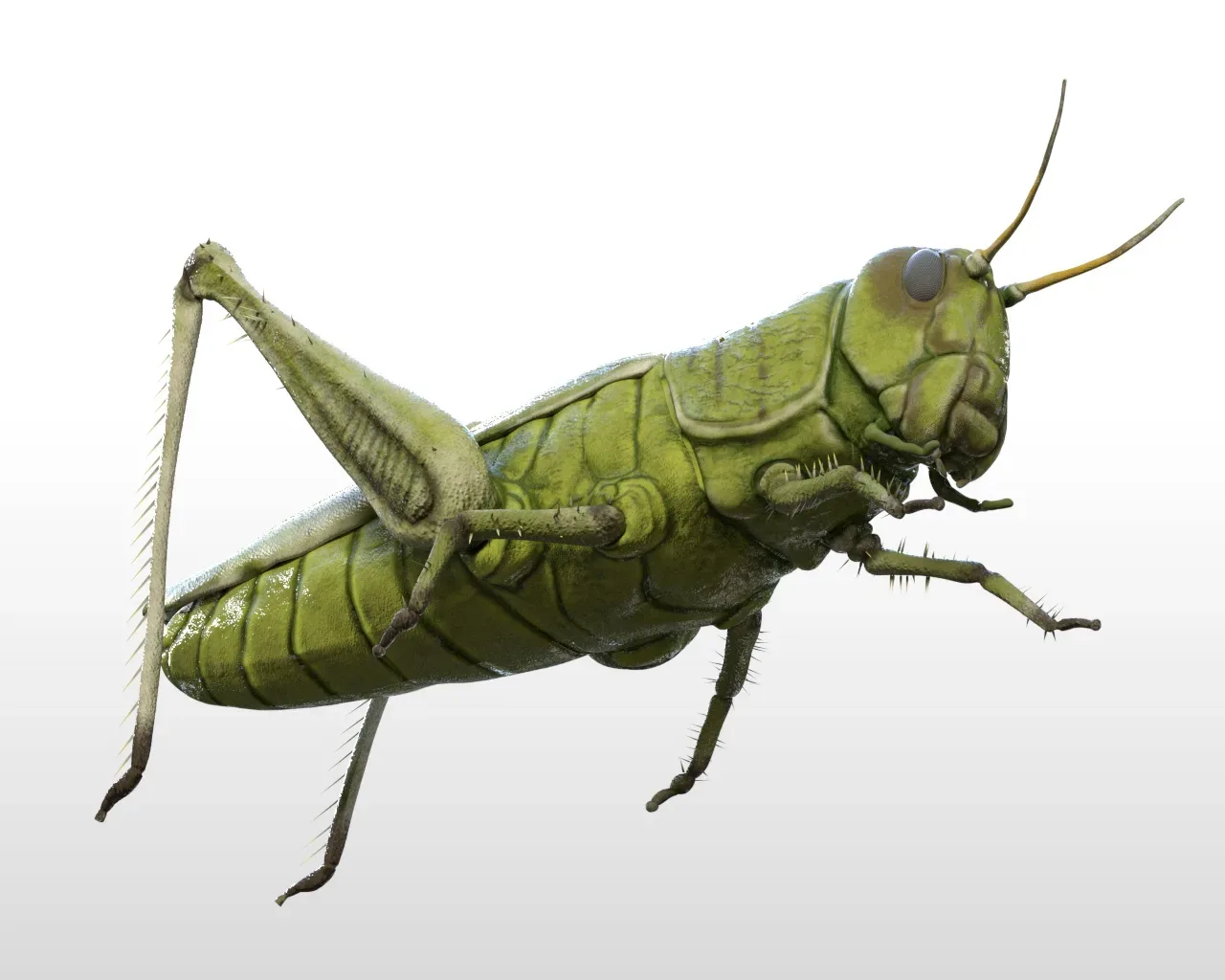 Grasshopper insect rigged 3d model