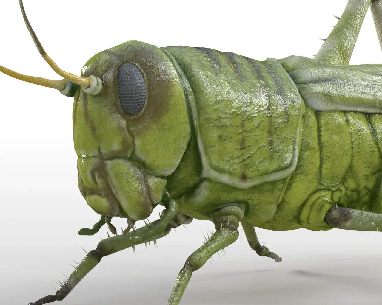 Grasshopper insect rigged 3d model