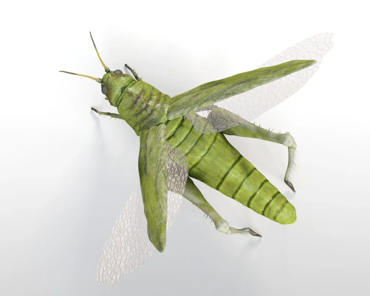 Grasshopper insect rigged 3d model