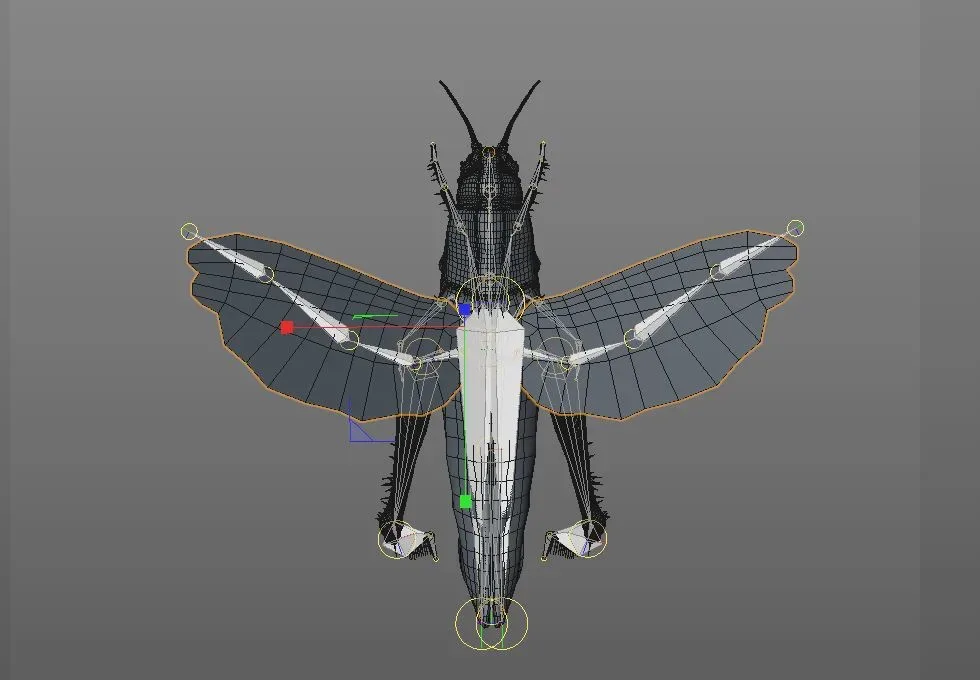 Grasshopper insect rigged 3d model