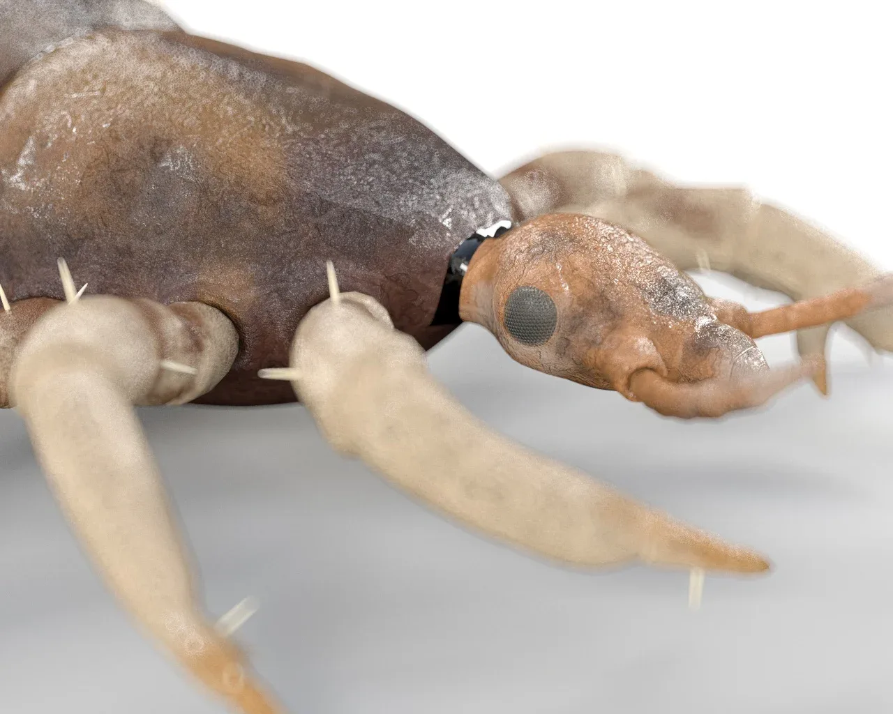 Louse insect rigged 3d model