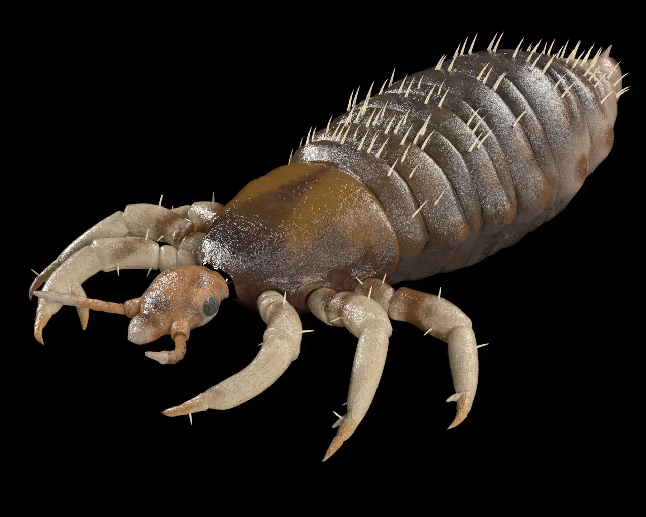 Louse insect rigged 3d model