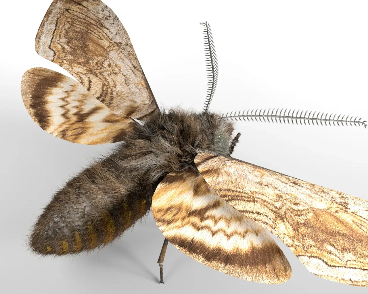 Moth insects rigged 3d model