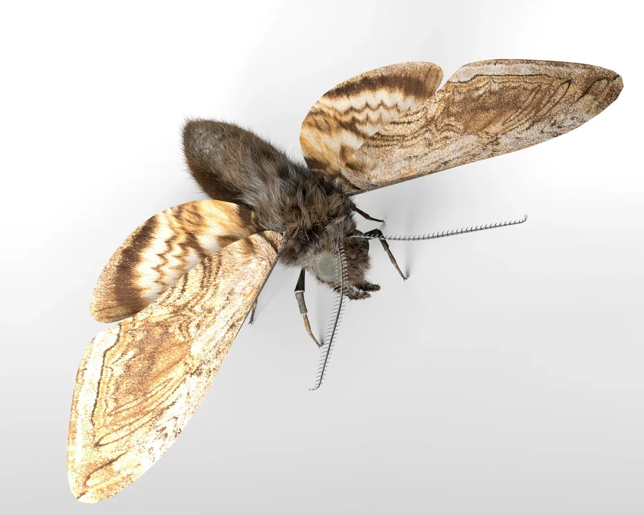 Moth insects rigged 3d model