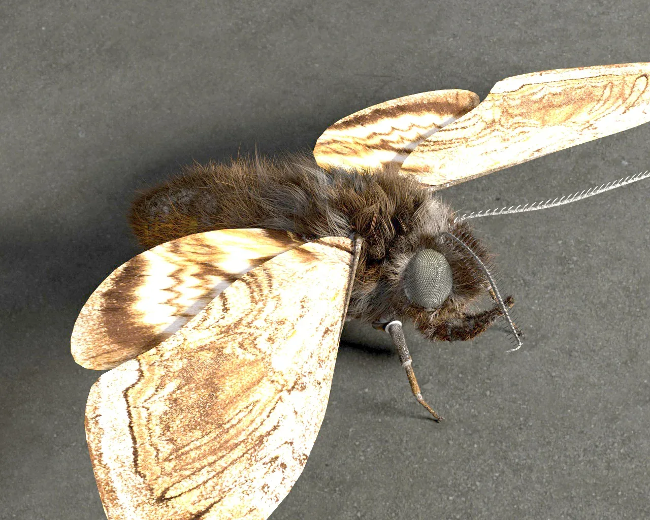 Moth insects rigged 3d model