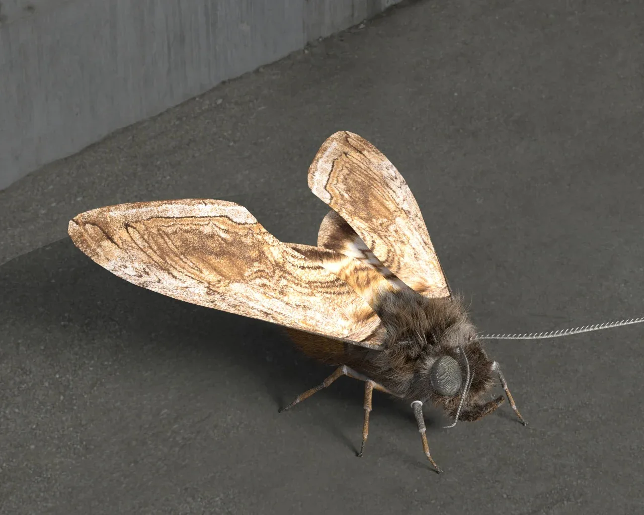 Moth insects rigged 3d model