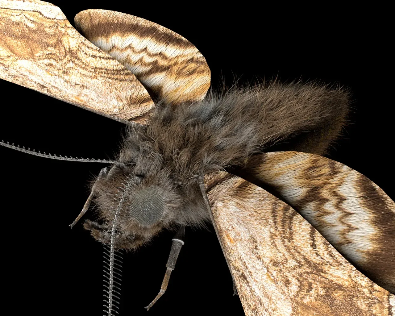 Moth insects rigged 3d model