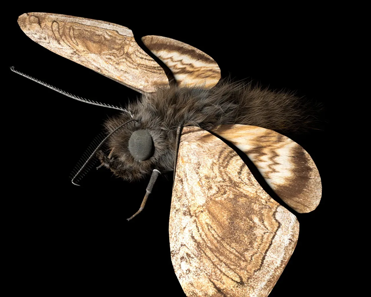 Moth insects rigged 3d model