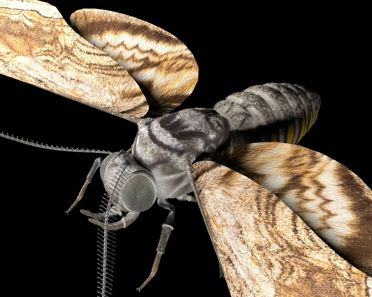 Moth insects rigged 3d model